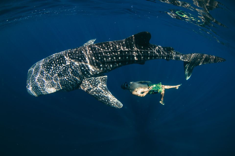 Oslob Whale Shark Encounter With Kawasan Canyoonering - Key Points