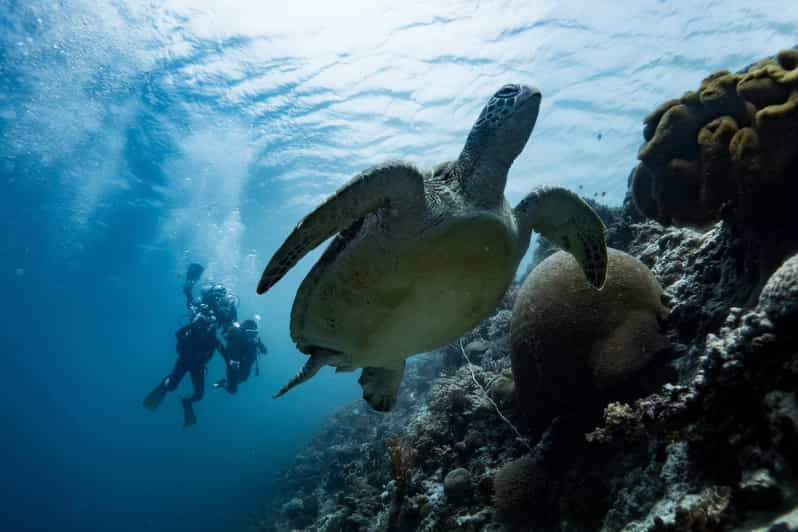 Oslob Whale Shark & Moalboal Snorkeling - Key Points