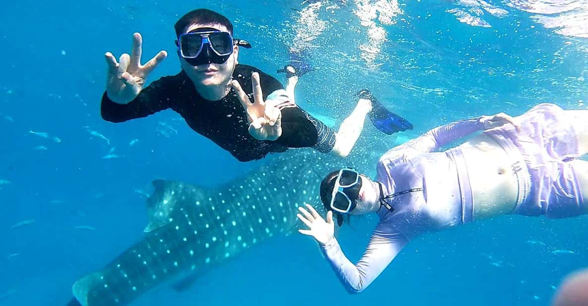 Oslob: Whale Shark Watching Experience - Key Points