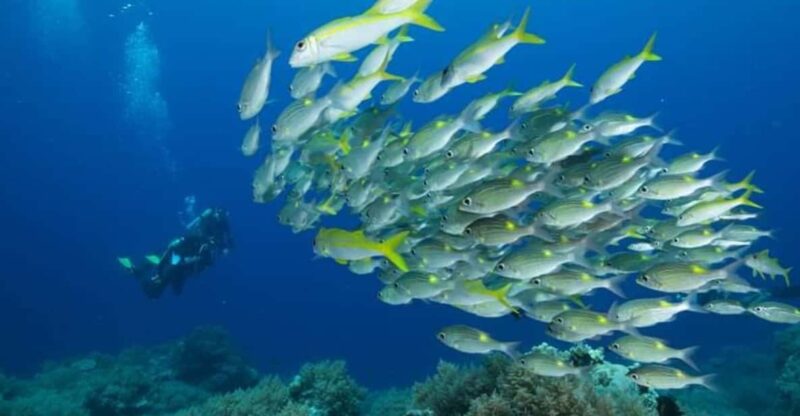 PALAUI REEF TOUR (Private) - Location and Significance