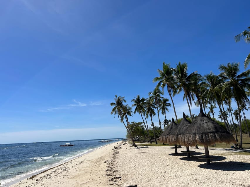 Pamilacan Island: Dolphins, Snorkel, Lunch and Walking Tour | Travel ...