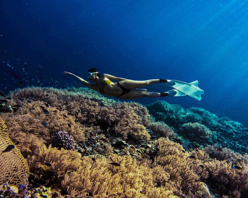 Panglao: Napaling Reef and Sardines Freediving Experience - Key Points