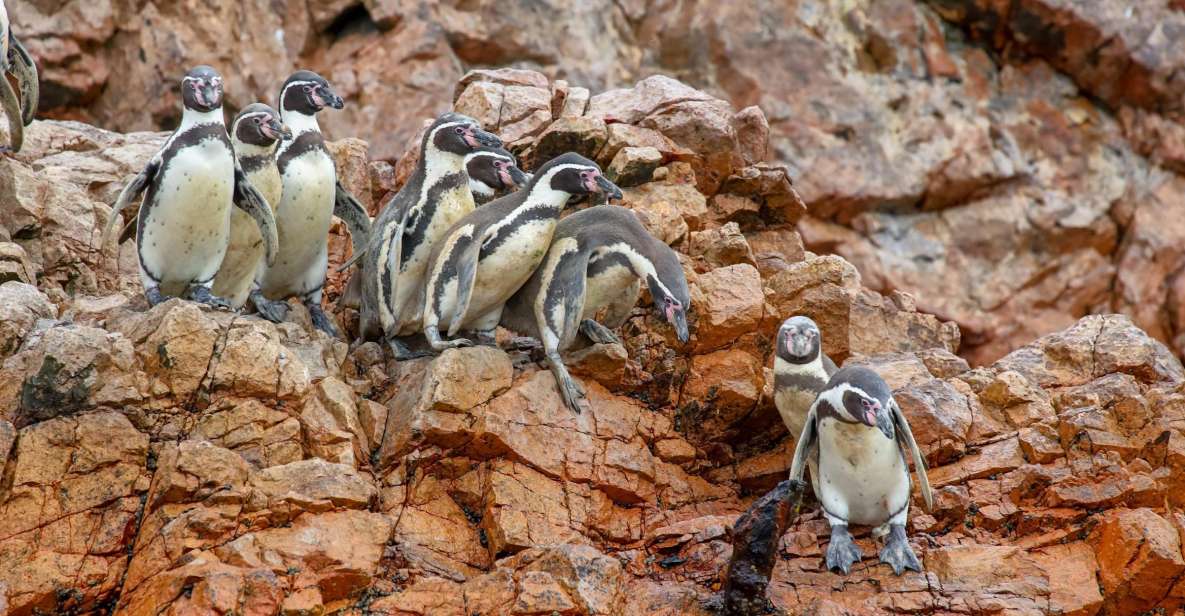 Paracas: Ballestas Islands Morning Boat Tour - Key Points