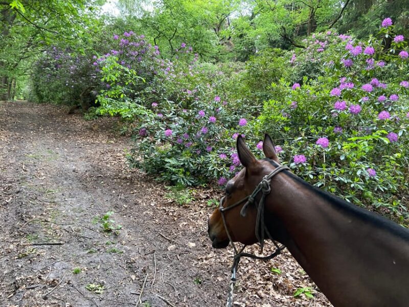 Paris: Aumont-en-Halatte Horseback Riding Tour - Key Points