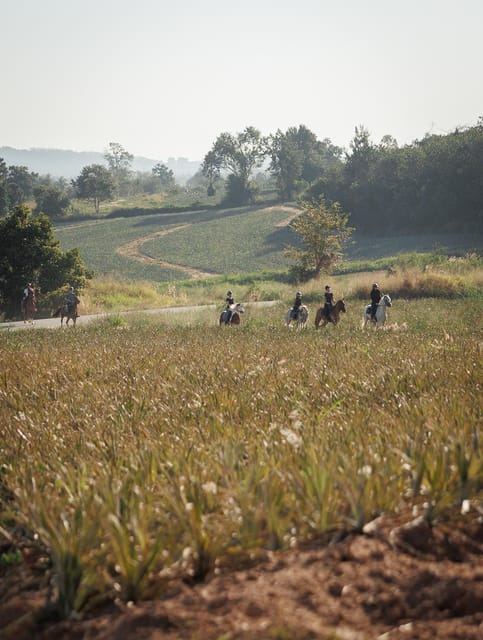 Pattaya, Thailand: Experience Scenic Horse Trail Riding - Key Points