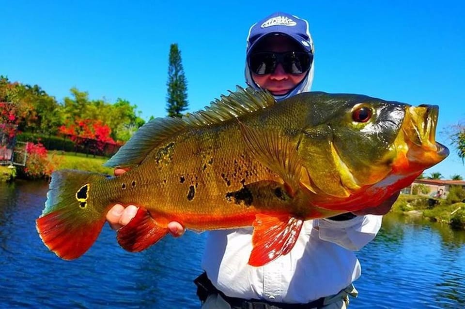 Peacock Bass Fishing Trips Near Miami Florida - Key Points