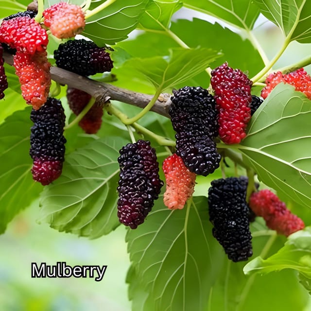 Penang: Tropical Fruit Farm Ticket - Key Points