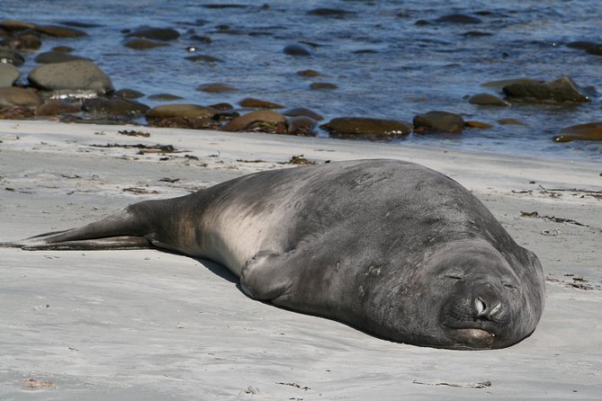 Penguins, Elephant Seals and City Attractions at Falkland Islands - Good To Know