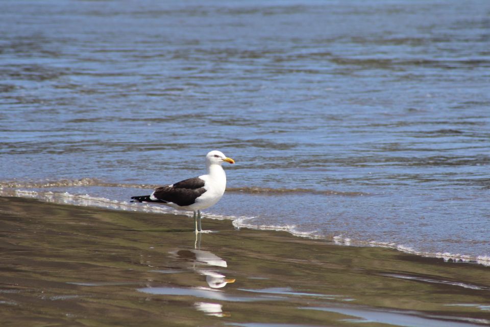 Penguins in Chiloé: Rocks and Birds. - Key Points