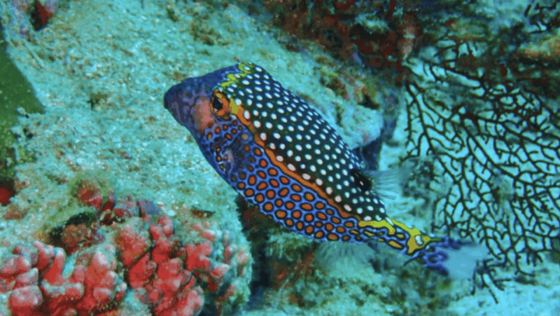 Phi Phi: Scuba Diving With Portuguese Speaking Instructor - Key Points