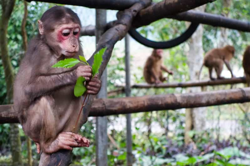 Phong Nha: Experience Jungle Adventures and Wildlife Tours - Key Points