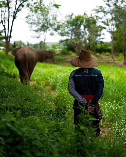 Phuket: Elephant Nature Reserve Entry Ticket and Guided Tour - Key Points