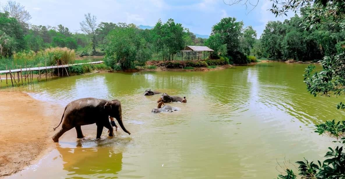 Phuket: Walk and Plant at Elephant Nature Park Visit - Key Points