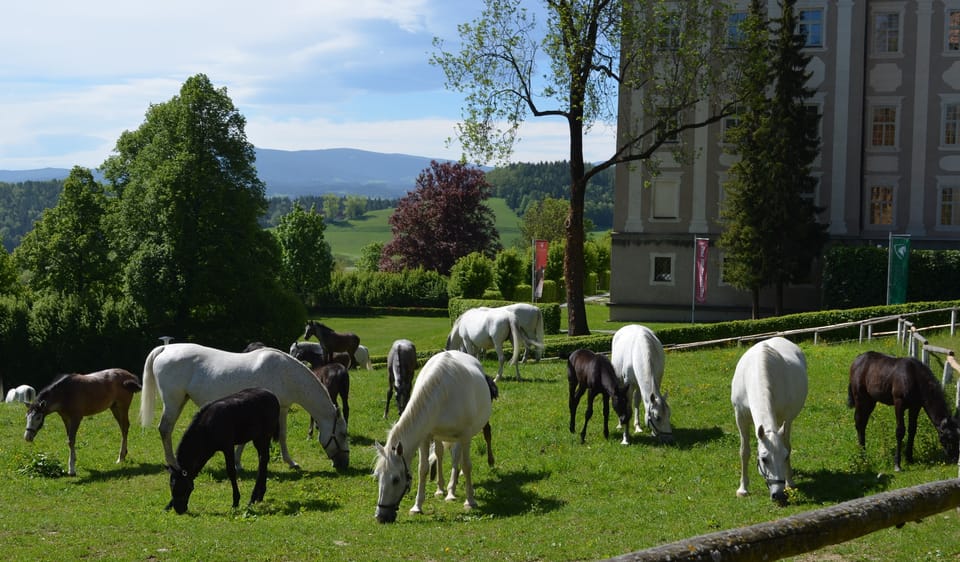 Piber: Lipizzan Stud Guided Tour - Good To Know