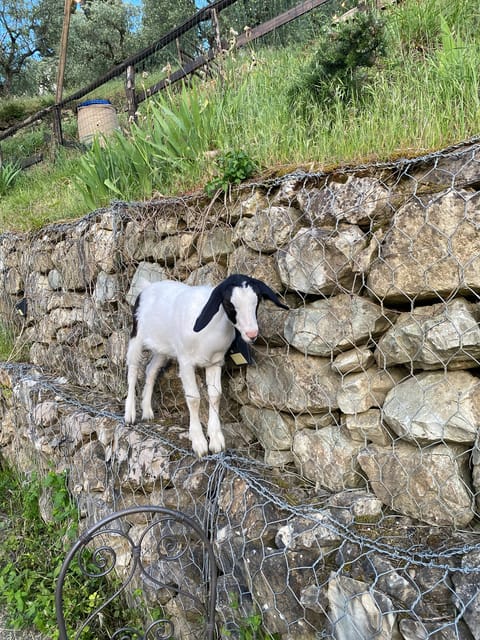 PISTOIA: TUSCAN COOKING CLASS IN A FARM + LUNCH - Key Points