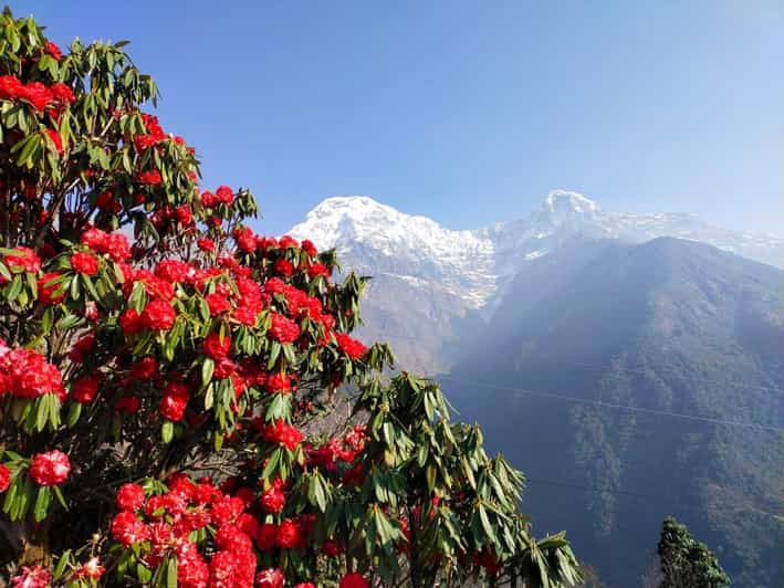 Pokhara: 3-Day Australian Camp, Dhampus, Ghandruk Trek … - Key Points