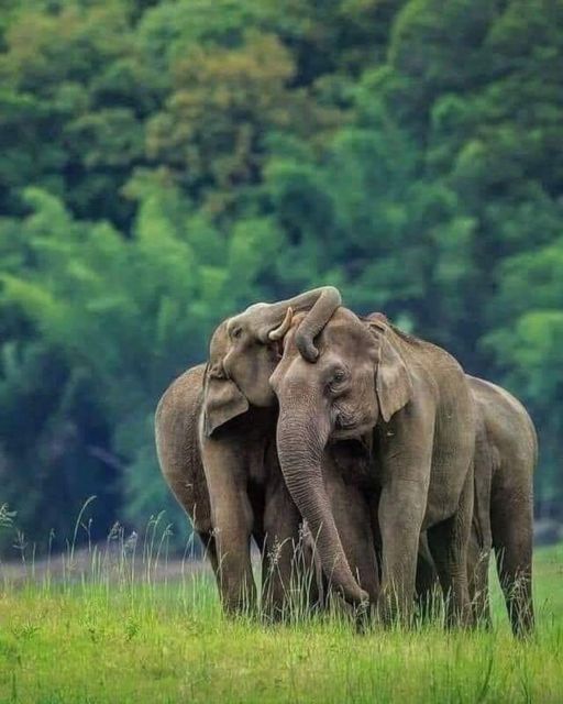 Polonnaruwa Ancient City Tour With Minneriya Elephant Safari - Good To Know