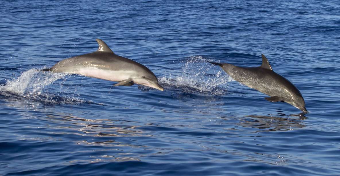 Poreč: Dolphin Spotting Cruise With Included Drinks - Good To Know