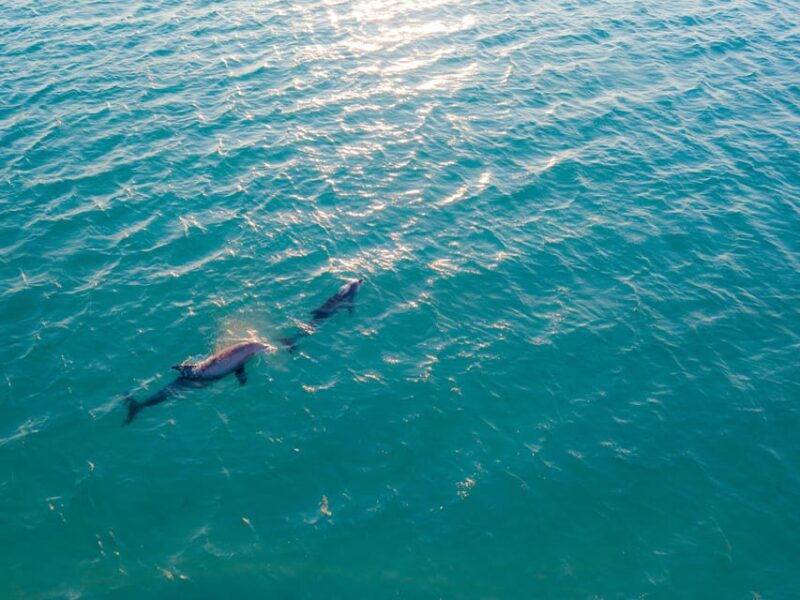 Portisco: Dolphin Watching Boat Tour - Key Points