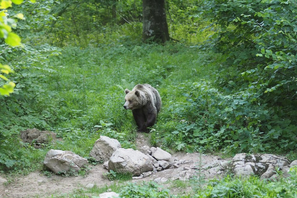 Postojna: Bear Watching Tour With Ranger and Local Guide - Key Points