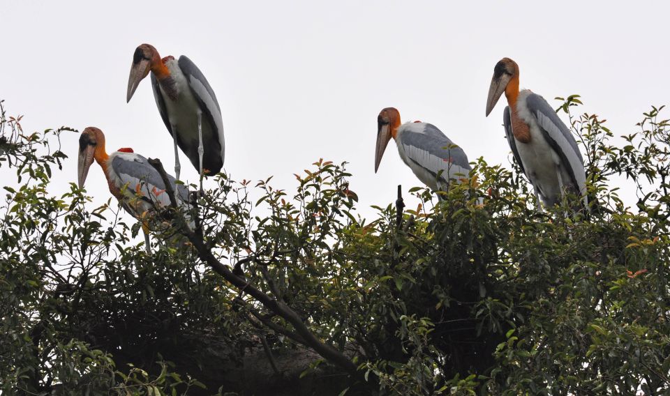 Prek Toal Bird Sanctuary and Great Lake Tour in Cambodia - Good To Know