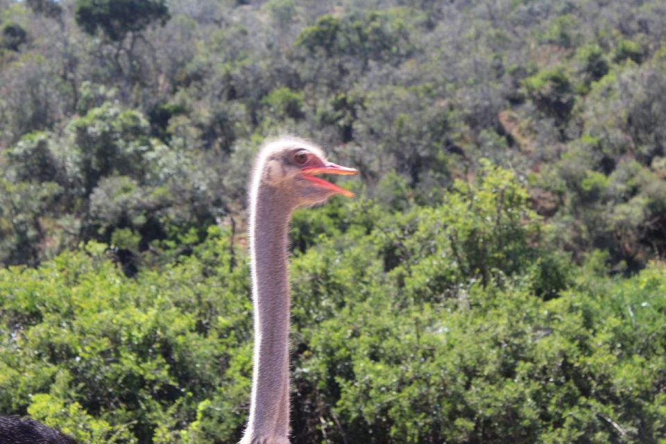 Premium Addo Elephant National Park Safari - Good To Know