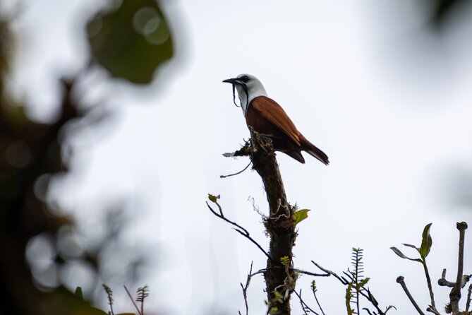 Private Excursion in Cloud Forest in Puntarenas - Good To Know