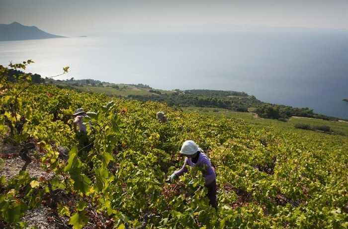 Private Full-Day Wine Tour From Dubrovnik to Peljesac - Good To Know