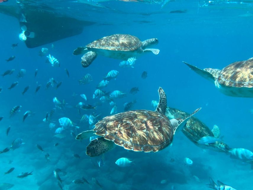 Private Snorkel Experience With Sea Turtle for Cruisers - Good To Know