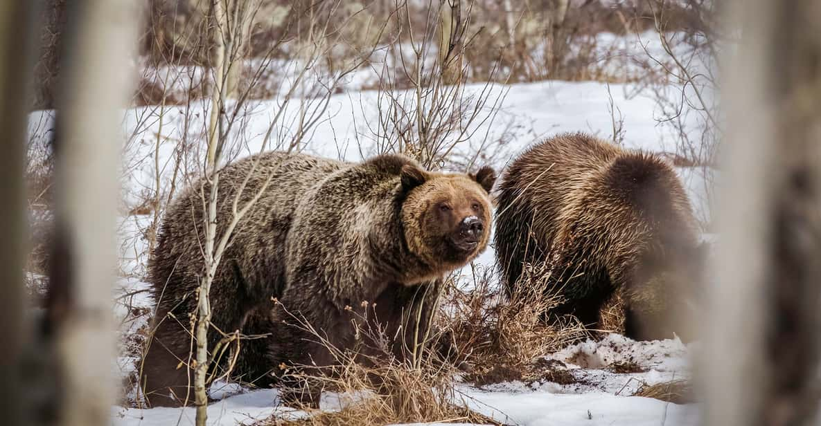 Private Sunset Safari of Grand Teton National Park - Key Points