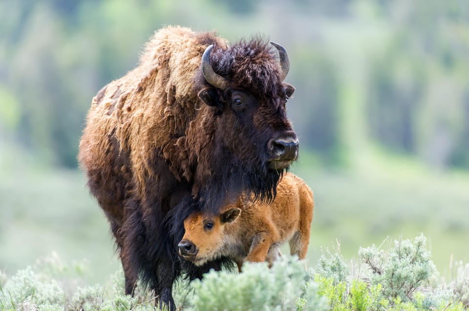 Private Tour of Yellowstone National Park - Key Points