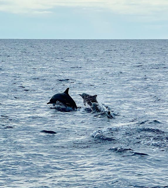 Private Tour PAMILACAN Island Turtle & Dolphin Watching - Key Points
