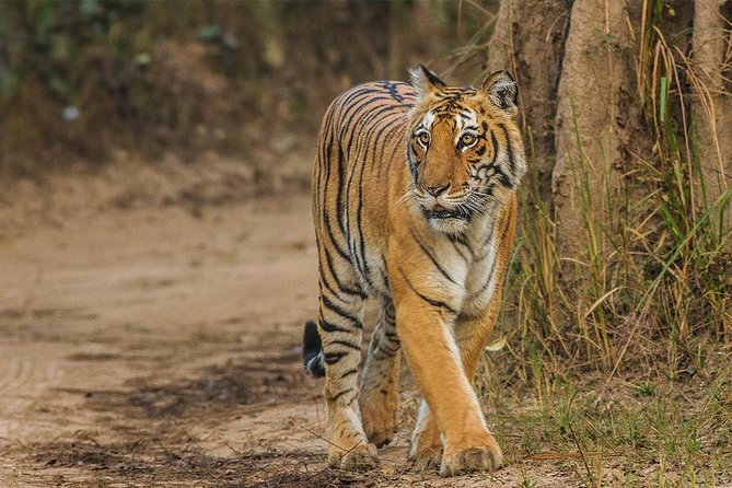 Private Tour to Sariska Tiger National Park by Car From Jaipur - Good To Know