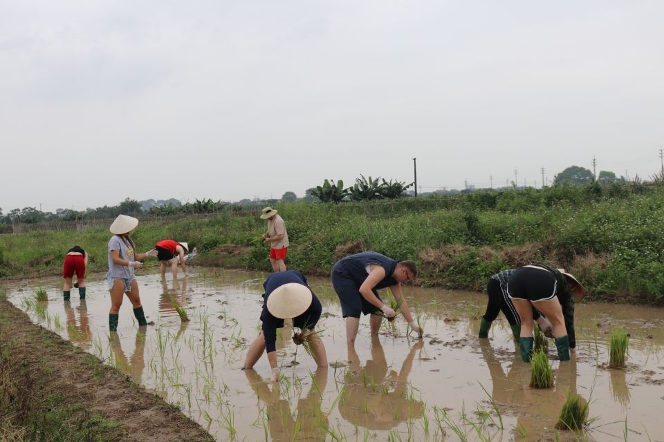 Private Wet Rice Growing Day Tour From Hanoi With Lunch - Key Points