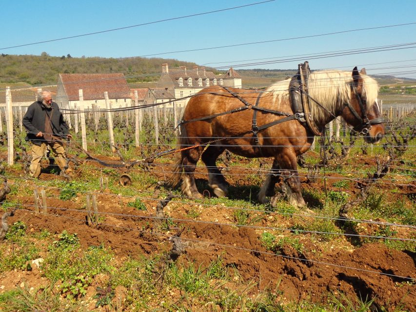 Private Wine-Tasting : Tour of Local Wine Producers. - Key Points