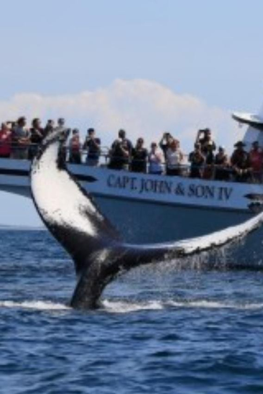 Provincetown: Whale Watching Cruise - Key Points