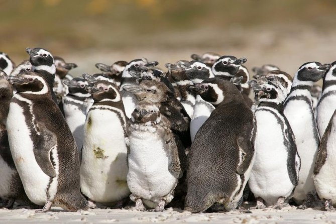 Puerto Madryn Shore Excursion: Private Day Trip to Punta Tombo Penguin Colony - Good To Know