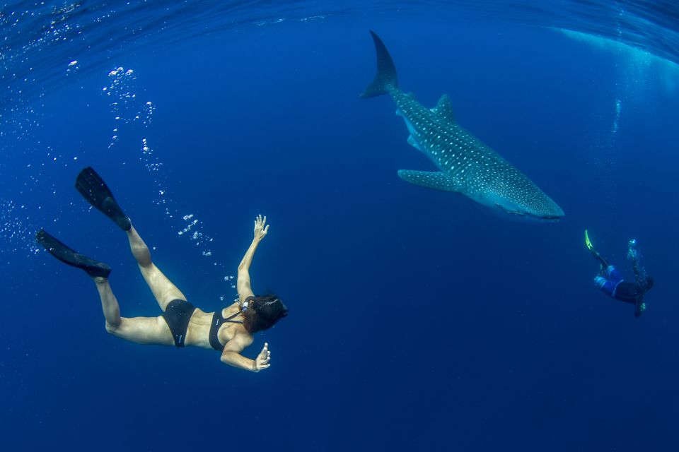 Puerto Princesa: Swim With Whale Sharks Boat Cruise - Key Points