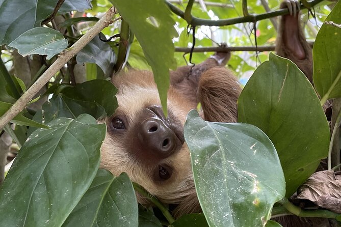 Puerto Viejo Sloth Jungle and River Kayaking Tour - Good To Know