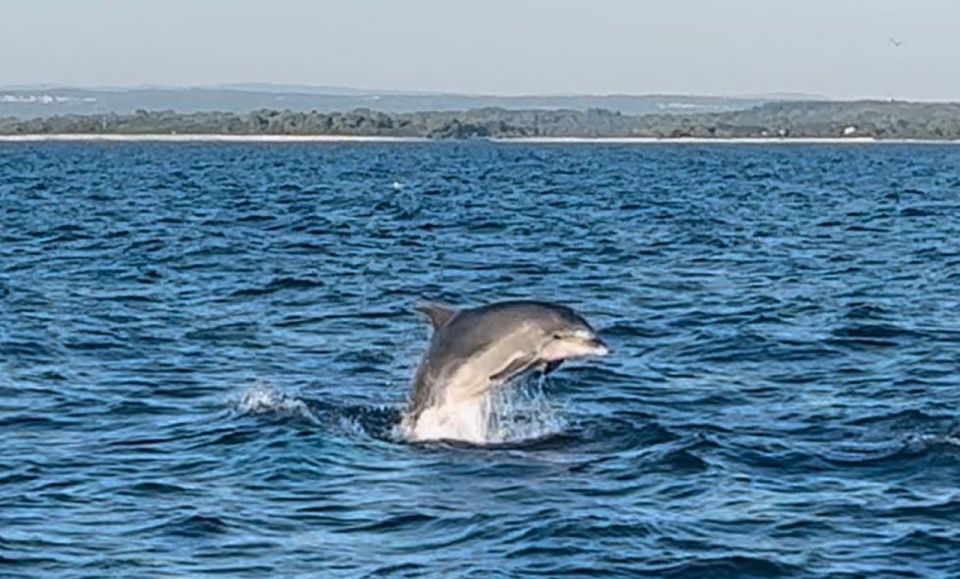 Pula: Dolphin-Watching Cruise at Sunset With Dinner & Drinks - Good To Know