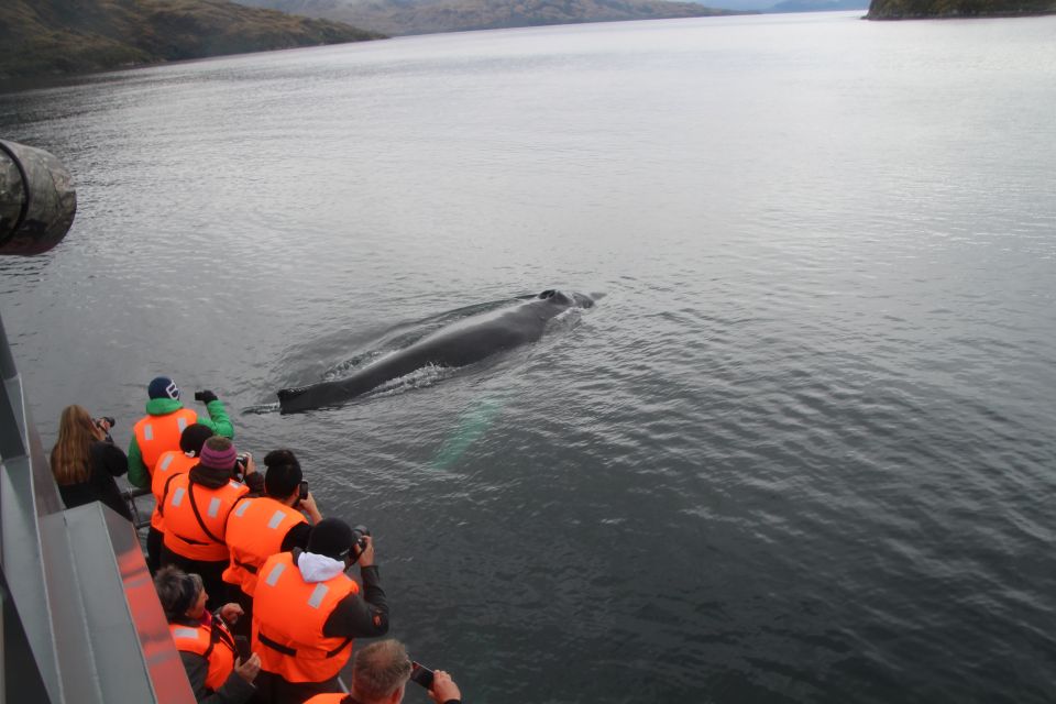 Punta Arenas: Full-Day Whales, Penguins, and Glaciers Tour - Key Points