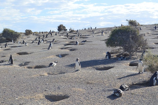 Punta Tombo Tour, the Penguin Experience - Punta Tombo Protected Area