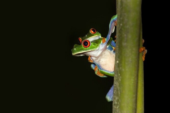 Rainforest Night Walking Tour (Private Property) - Good To Know