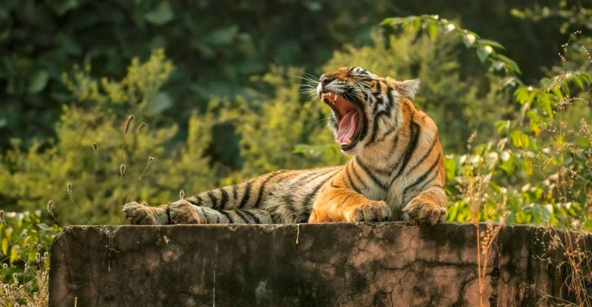 Ranthambore Safari Booking - Key Points