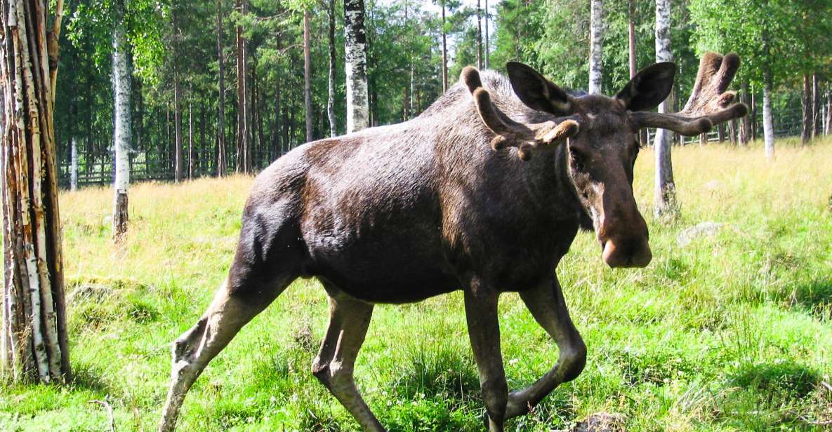 Ranua Wildlife Park Day: Visit the Arctic Animals - Key Points