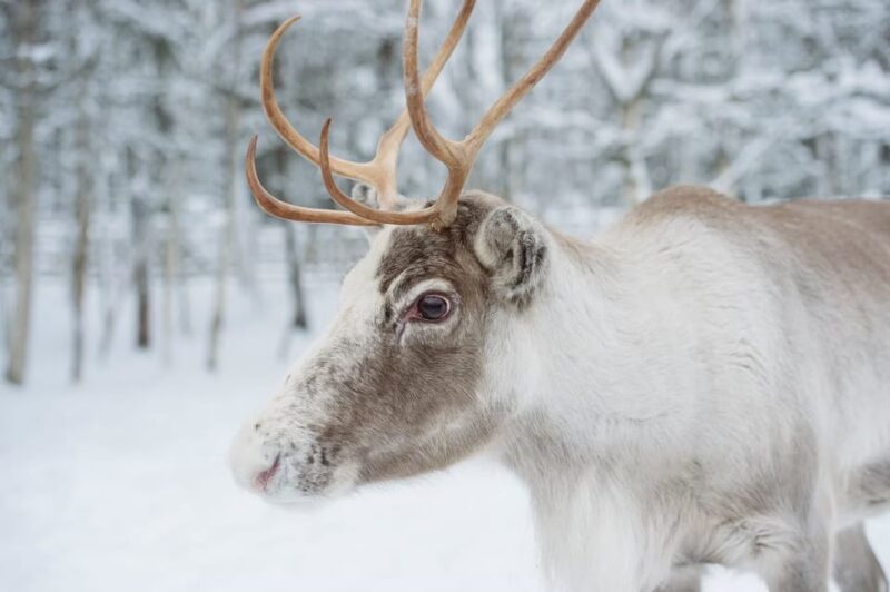 Reindeer Farm Visit With Sleigh Ride - Key Points
