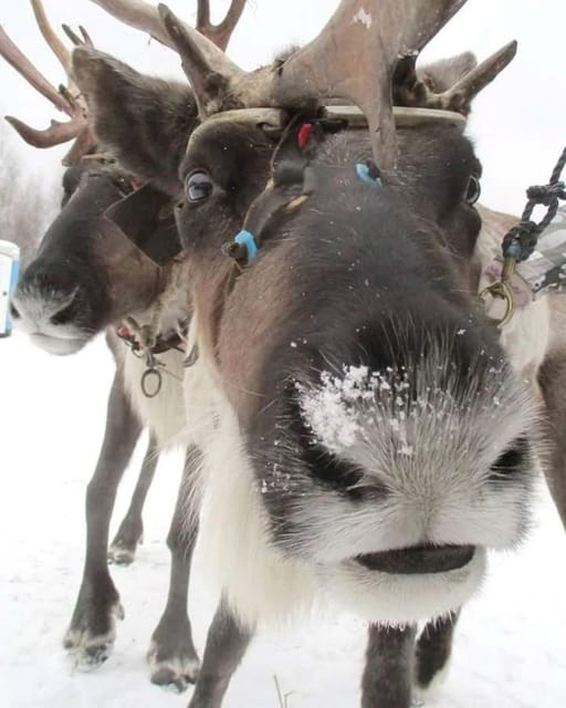 Reindeer Sledding Tour and Visit to the Husky Kennel - Key Points