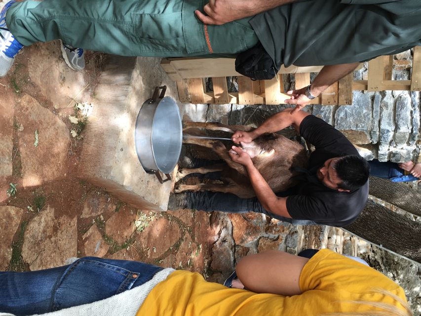 Rethymno: Explore Shepherd's Hut and Cheese Making Process - Key Points