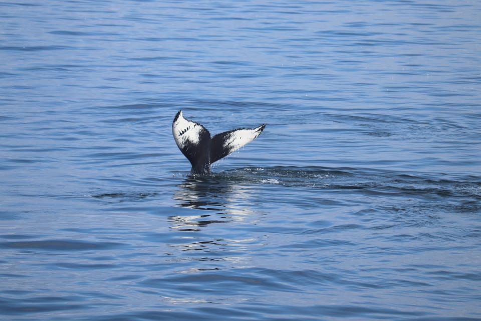 Reykjavik: Whale Watching Morning Expedition - Key Points