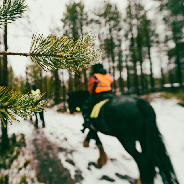 Rovaniemi: Arctic Horse Riding Experience - Key Points